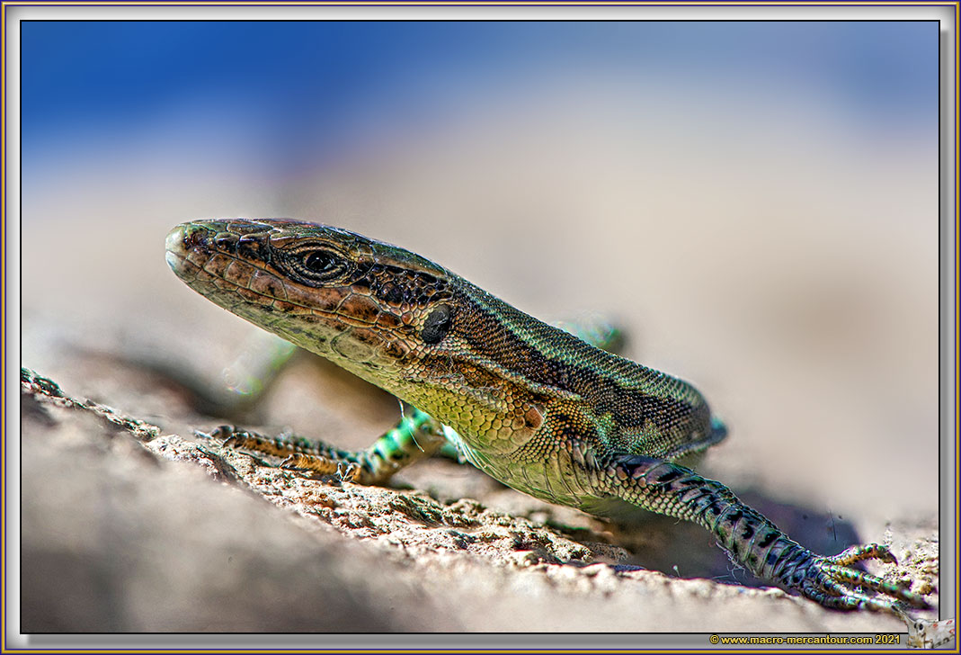 Lézard vert